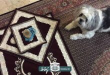 حکم نماز خواندن در خانه‌ای که سگ در آن نگهداری می‌شود