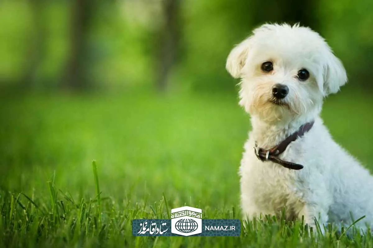 حکم نماز خواندن در خانهای که سگ در آن نگهداری میشود