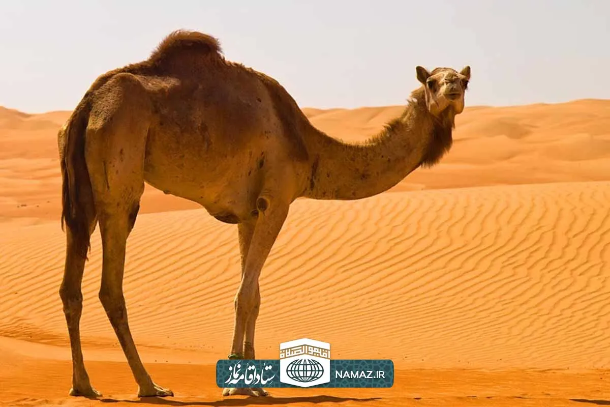 نجاسات و احکام آن